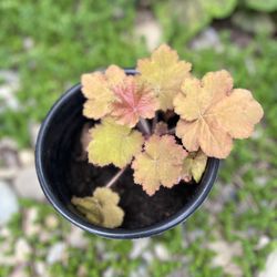 Heuchera  Coral Bells 