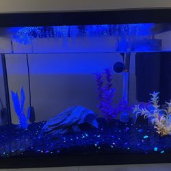 Color pop 20gallon Aquarium 