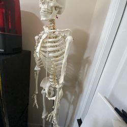 Skeleton For Scale 