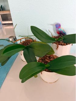 3 orchids with vases