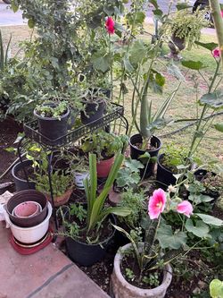 Market Garden Patio Outdoor Plants