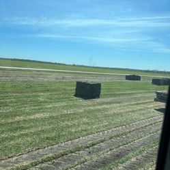 Grass  For Sale 