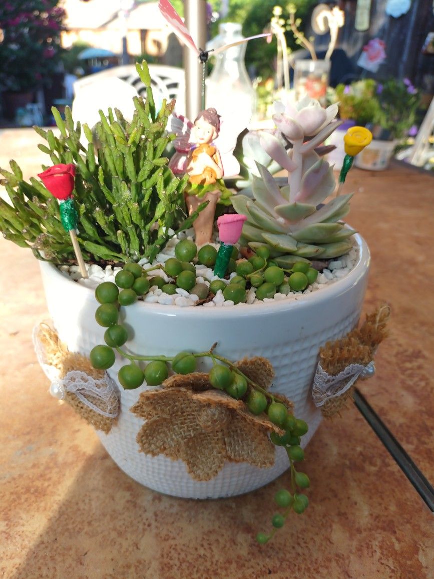 Cutest Ceramic Pot Beautiful Succulents 🎁🧚🌵