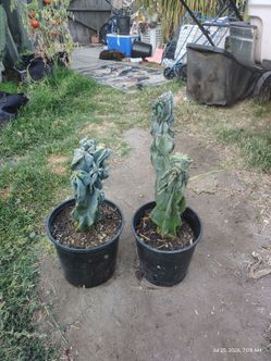 Two monsters cactus package deal