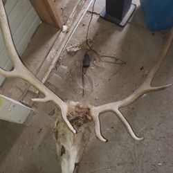 $50 Deer