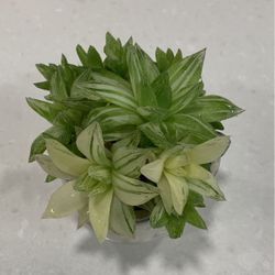 Variegated Haworthia In Nice Ceramic Pot
