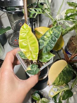 Philodendron Billietiae Variegated