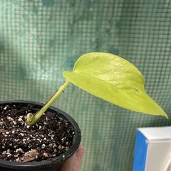 Neon Pothos Starters – Rooted Cuttings 