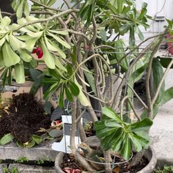 Plants For Sale