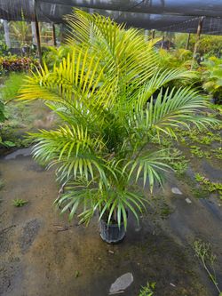 arecas and podocarpus About 5  feet tall over the pot Instant privacy Hedge for fence green full minimum  12+ qty