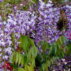 Planta De Wisteria  Morada Es De Este Color Ahorita No Tiene Flores $48