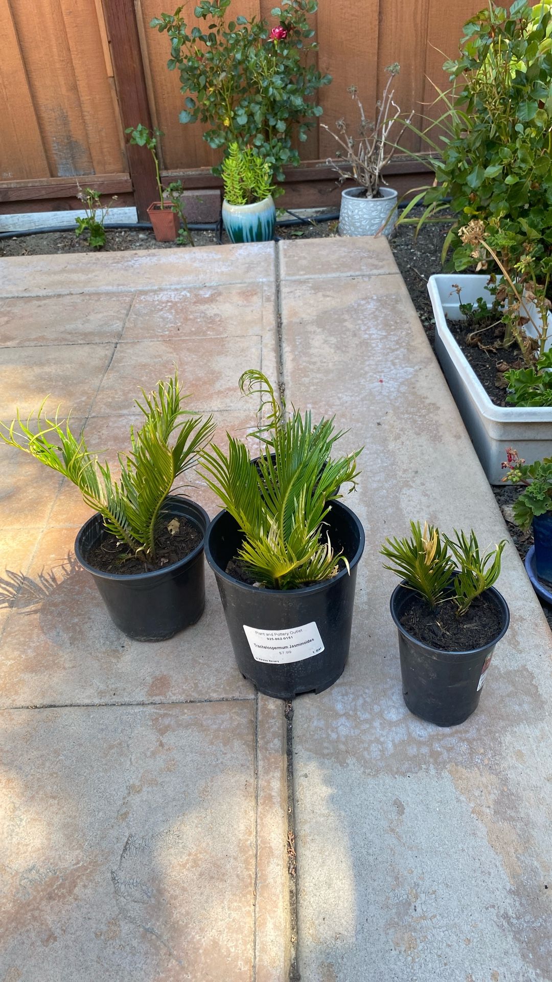 Sago Palm Plants Pick Up Only