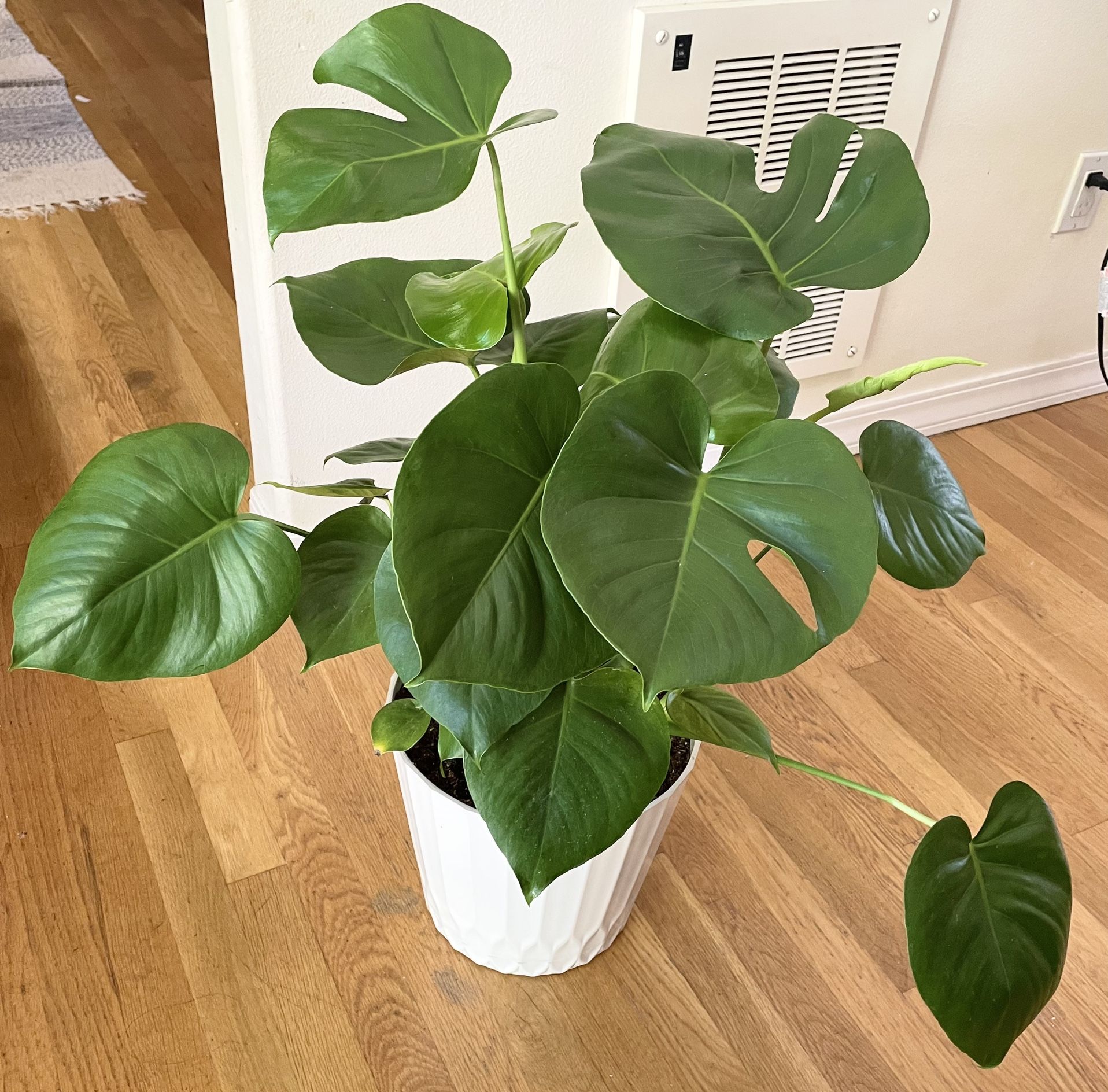 3ft. 7in. Monstera Plant in 10in. Pot / Free Delivery Available 