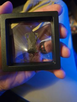 Giant leaf footed bug framed specimen