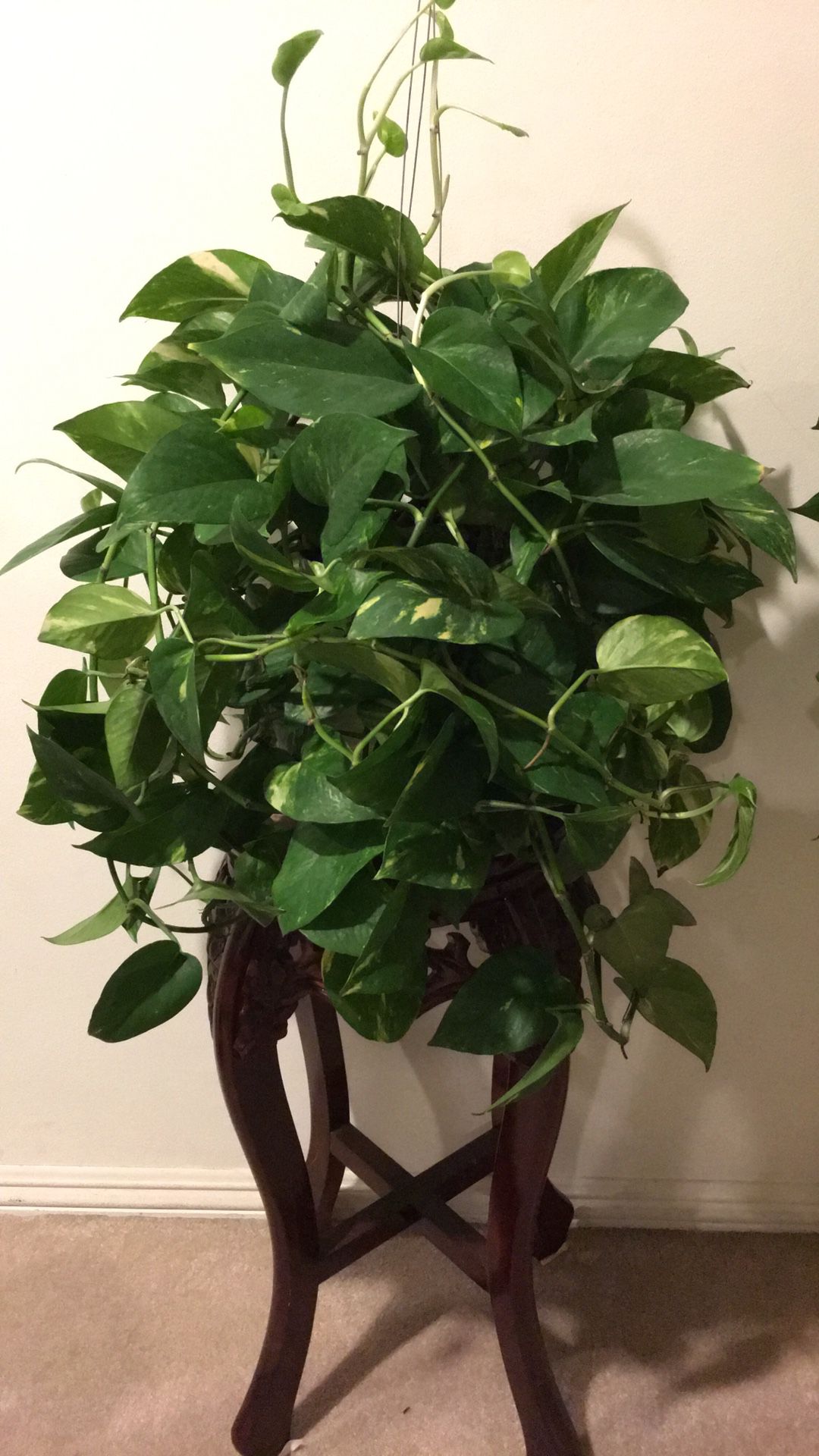 Beautiful and Fresh Golden Pothos Plant - Plant only - PLANTER IS NOT INCLUDED
