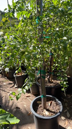 Belo de novia Planta
