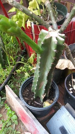 Cactus