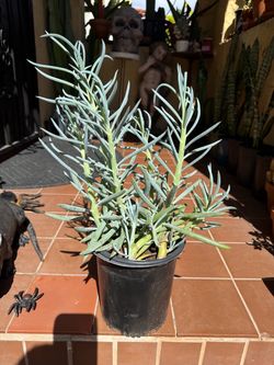 Blue Chalksticks Succulent Plant