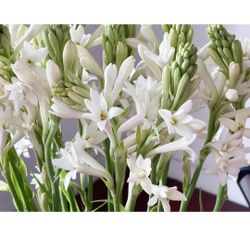 Tuberose Flower Plants 