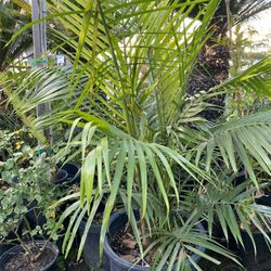 Majestic Palm $$46 Each
