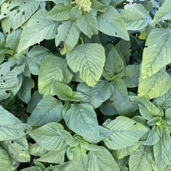 Organic Amaranth Leaves Perfect For Cooking 1 Grocer Bag For 5.00