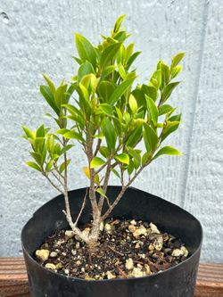 Melon Seed Ficus Tree Pre Bonsai