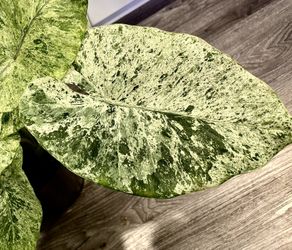 Variegated Alocasia $55