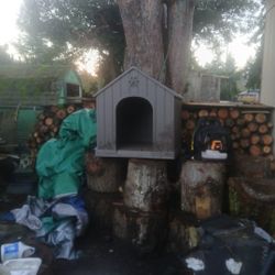 Big Dog House
