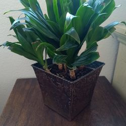 Plant With Pot