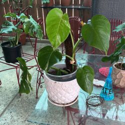 Monstera Albo Bariegada