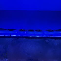 Radion Gen6 XR30 Blue Lights