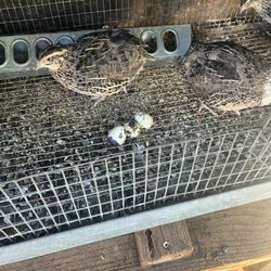 Fresh Quail Eggs 