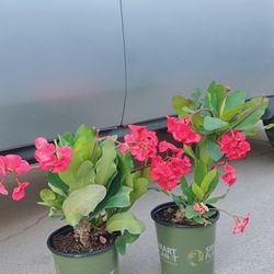 Crown of Thorn 🪴$10 each