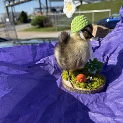 Taxidermy Duckling (spring Theme)
