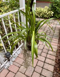 Hawaiian Clorophytum 