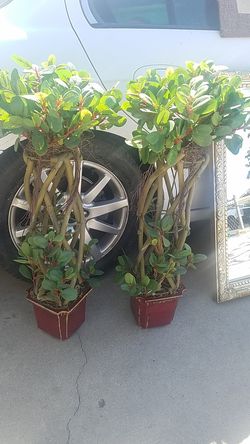 Arbolitos artificial