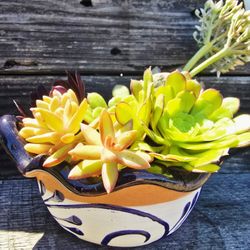 Succulents Mix In Clay Painted Planter 