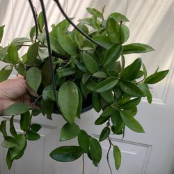 Hoya Carnosa 12 Gallon