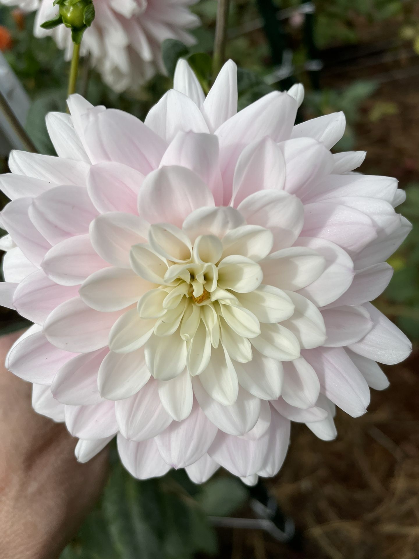 Wedding dahlias White, Blush And Pink Dahlias