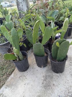 Plantas De Nopales