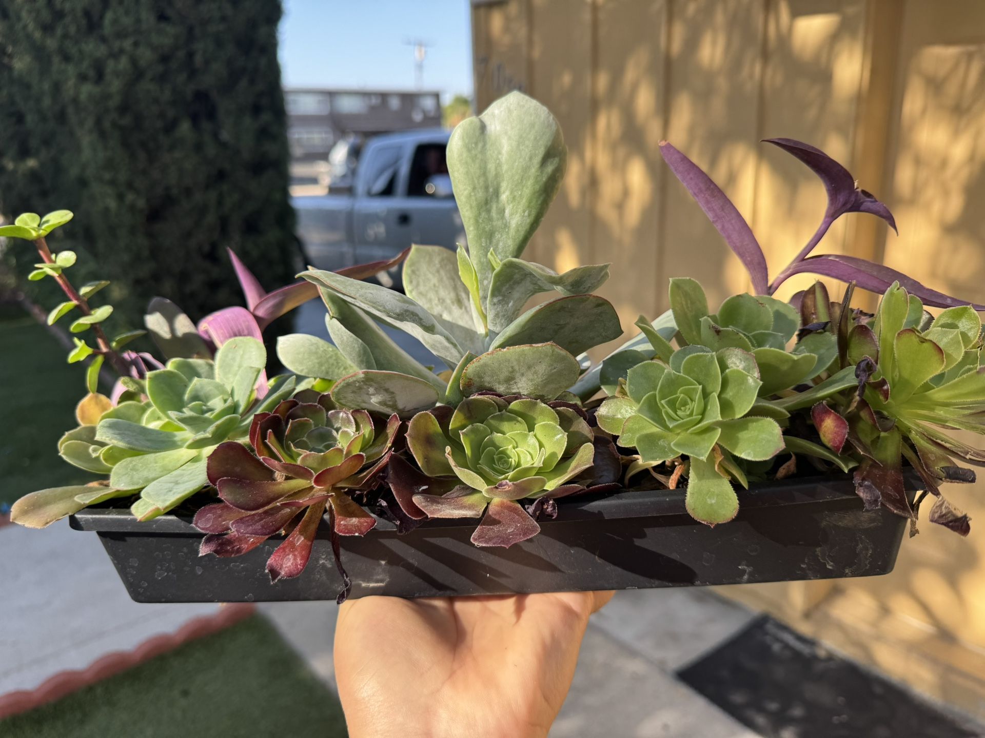 Beautiful Succulent