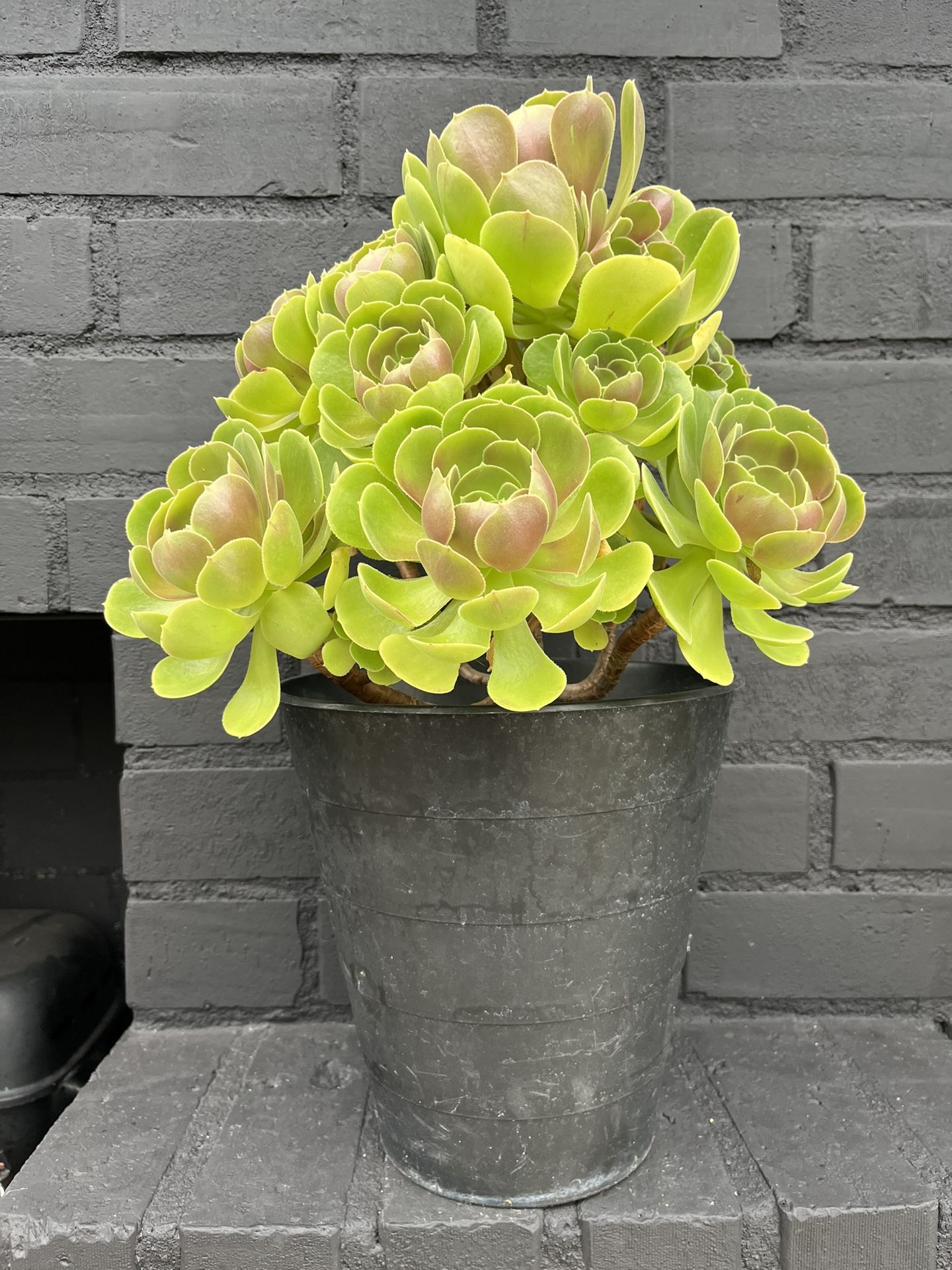 Succulents