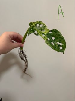 *MINT* monstera adansonii