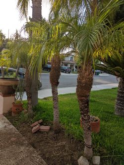 Palm Trees For Sale. $100.00 Each.