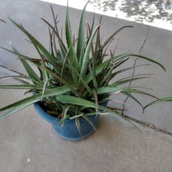 Aloe vera