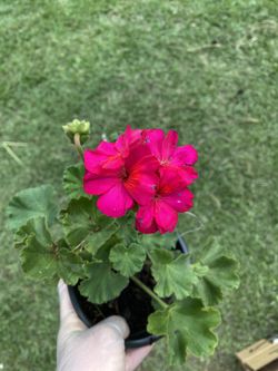 Geranium
