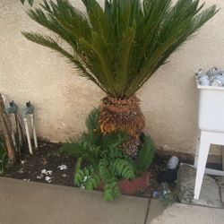 Sago Palm