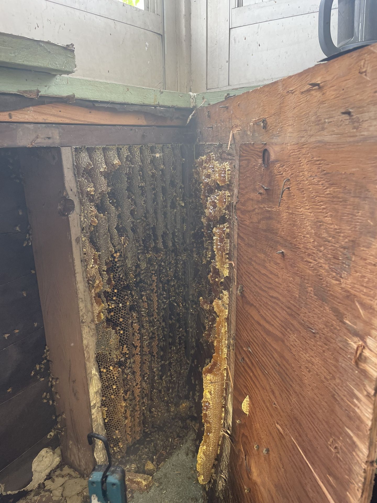 Bee Removal And Wasp 🐝 
