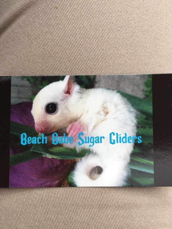 Sugar glider breeder