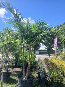 Christmas Palm Trees 🌴 25gl $120